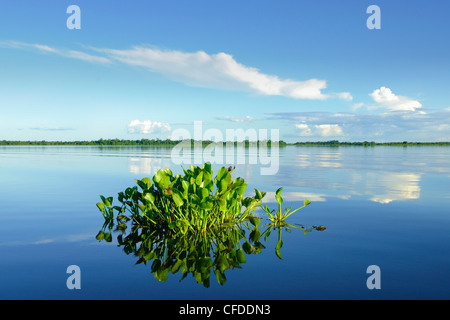 Water hyacinth (Eichhornia crassipes), Pantanal wetlands, Southwestern Brazil, South America Stock Photo