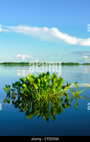 Water hyacinth (Eichhornia crassipes), Pantanal wetlands, Southwestern Brazil, South America Stock Photo