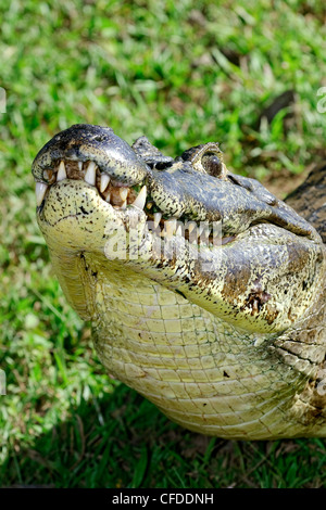 Yacare caiman (Caiman crocodilus), Pantanal wetlands, southern Brazil, South America Stock Photo