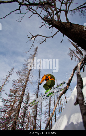 A man catches some air while skiing in a burnt forest on a cat ski trip. Monashee mountains, Britsh Columbia, Canada Stock Photo