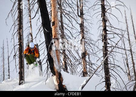 A man catches some air while skiing in a burnt forest on a cat ski trip. Monashee mountains, Britsh Columbia, Canada Stock Photo