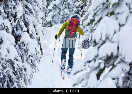 A male telemark skier skins his way up into the alpine, Icefields Parkway, Banff natinoal Park, Alberta, Canada Stock Photo