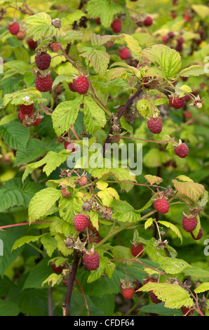 Cultivated Raspberries Cultivated raspberries Stock Photo