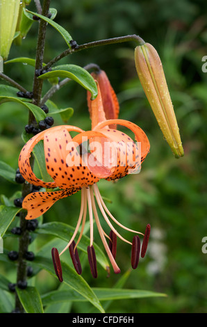 Tiger Lily (Lilium sp.) in bloom with seed pods on stalk. Showing plant anatomy. Ontario. Canada. Stock Photo