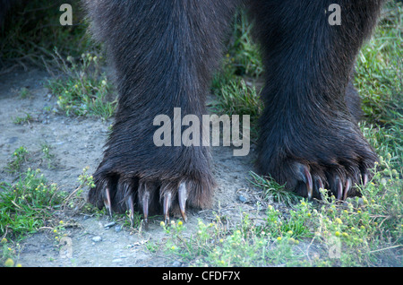 Close-up Grizzly Bear front paws showing claws