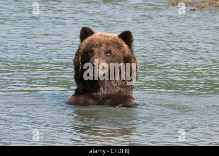 Brown bear looking sideways Stock Photo - Alamy