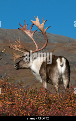 Barren-ground bull caribou antlers colorful
