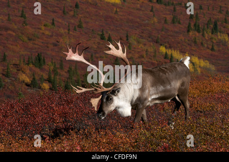 Barren-ground bull caribou antlers high