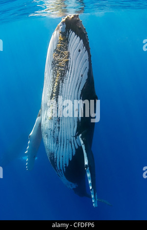 humpback whale, Megaptera novaeangliae, Hawaii, USA, Pacific Ocean Stock Photo