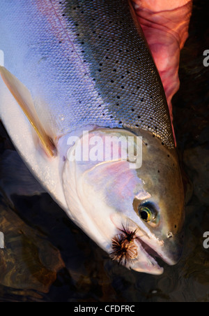 Man holding steelhead trout Stock Photo