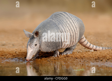 Armadillo (Armadillo Dasypodidae) at water hole in south Texas, United States of America Stock Photo
