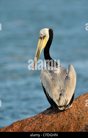 Brown Pelican (Pelecanus occidentalis) on rocky coast at Port Aransas, Texas, United States of America Stock Photo