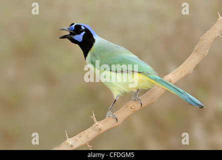 Green Jay (Cyanocorax yncas) - Santa Clara Ranch, Texas, United States of America Stock Photo