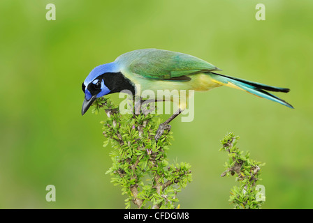 Green Jay (Cyanocorax yncas) - Santa Clara Ranch, Texas, United States of America Stock Photo