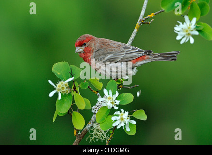House Finch (Carpodacus mexicanus) - Vicotria, Britsh Columbia, Canada Stock Photo