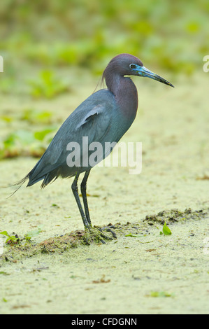 Little Blue Heron (Egretta caerulea) - Brazos Bend State Park, Texas, United States of America Stock Photo