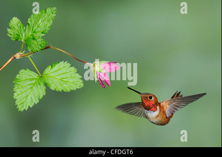 Rufous Hummingbird (Selasphorus rufus) at flower, Victoria British Columbia, Canada Stock Photo