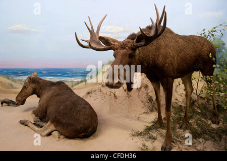 Senckenberg-Museum, Diorama with two mooses, Frankfurt am Main, Hesse, Germany, Europe Stock Photo