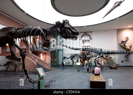 Senckenberg-Museum, view of into the the dinosaur hall, Frankfurt am Main, Hesse, Germany, Europe Stock Photo