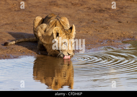 Lion cub drinking in Tarangire Reserve in Tanzania Stock Photo