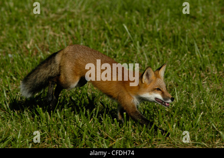 red fox in field Ohio hunting Stock Photo - Alamy