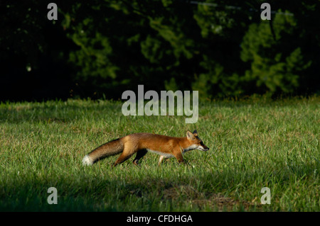 red fox in field Ohio hunting Stock Photo - Alamy