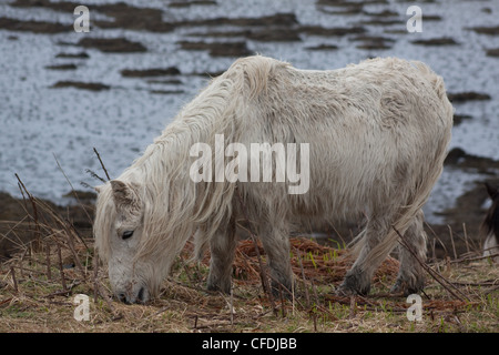 A white pony on the shores of the island of Canna, the Small Isles, Scotland, in the rain