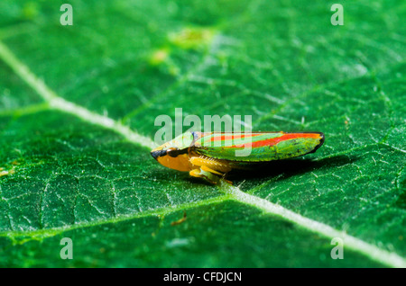 Scarlet-and-green Leafhopper, (Graphocephala coccinea) Stock Photo
