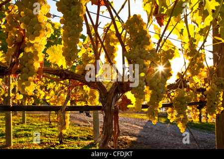 Riesling Grapes on vine at Arrowleaf Winery, Okanagan Valley, British Columbia, Canada. Stock Photo