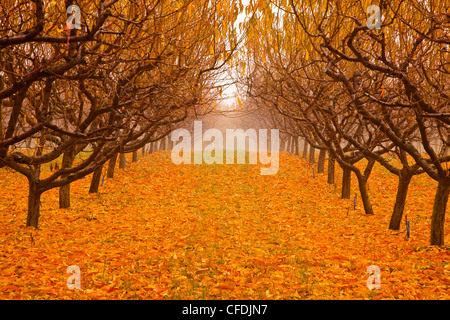 Pear orchard in autumn, Okanagan Valley, British Columbia, Canada. Stock Photo
