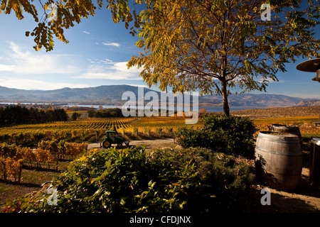 Vineyard at NK'MIP Resort and Winery, Osoyoos, Okanagan Valley, British Columbia, Canada. Stock Photo