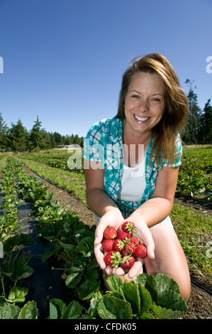 Strawberries fresh field Silver Meadows Farm near Stock Photo