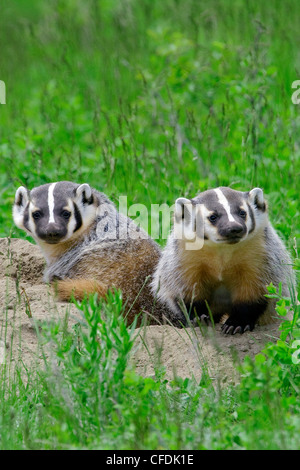 American badger kits (Taxidea taxus) at their natal burrow, central British Columbia, Canada Stock Photo