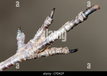 Grooming claw on the foot of a common poorwill (Phalaenoptilus nuttallii), Okanagan Valley, southern British Columbia, Canada Stock Photo