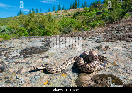 Gopher snake (Pituophis catenifer) basking, Okanagan Valley, southern British Columbia, Canada Stock Photo