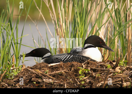 Loons in nest, Muskoka, Ontario, Canada Stock Photo