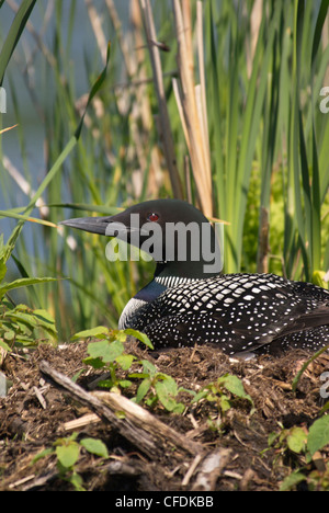 Loon in nest, Muskoka, Ontario, Canada Stock Photo