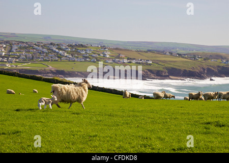 New-born lamb and sheep on pasture in spring sunshine, Pentire Headland, Polzeath, North Cornwall, England, United Kingdom Stock Photo
