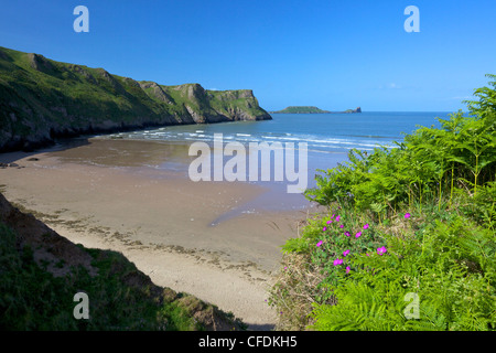 Bloody cranes-bill growing on Rhossili Beach, Worm's Head, Gower Peninsula, County of Swansea, Wales, UK Stock Photo