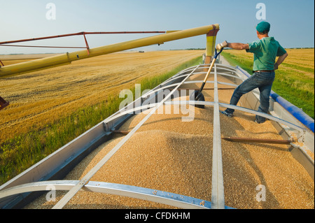 An auger loads wheat into a farm truck during the harvest, near Lorette, Manitoba, Canada Stock Photo