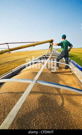 An auger loads wheat into a farm truck during the harvest, near Lorette, Manitoba, Canada Stock Photo