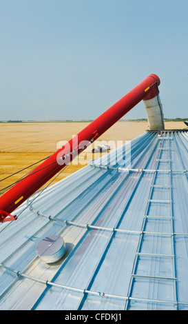 Grain storage bin and auger with combine harvesting wheat in the background, near Lorette, Manitoba, Canada Stock Photo