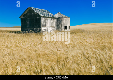 Abandoned grain bins in wheat field near Minton, Saskatchewan, Canada Stock Photo