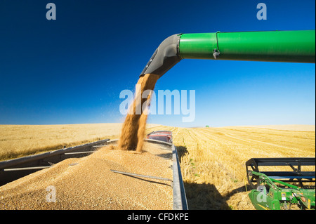 A combine auger empties spring wheat into a farm truck, near Pangman, Saskatchewan, Canada Stock Photo