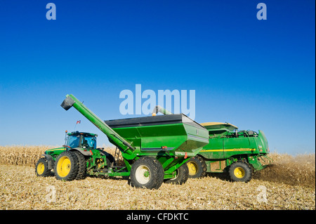A combine empties into a grain wagon on the go during the feed corn harvest, near Niverville, Manitoba, Canada Stock Photo
