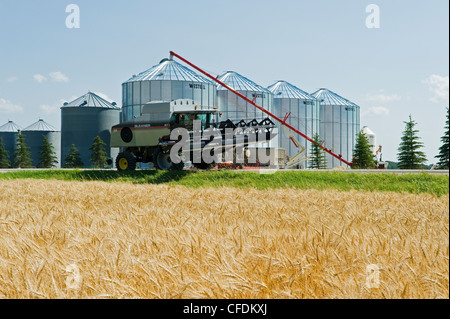 A combine harvester passes grain storage bins and a winter wheat field on the way to the harvest, near Lorette, Manitoba, Canada Stock Photo
