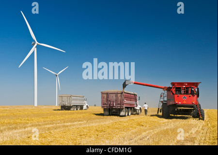 A combine empties wheat into a farm truck. Wind turbines are in the background, near St. Leon, Manitoba, Canada Stock Photo