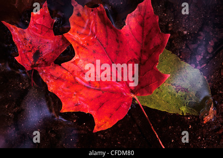 Maple leaves floating on water, Gatineau, Quebec, Canada Stock Photo