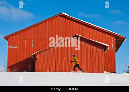 A young man cross country skis past an old barn, Sherbrooke, Quebec, Canada Stock Photo