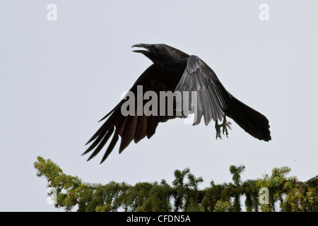 Common Raven (Corvus corax) perched on a branch in the Okanagan Valley, British Columbia, Canada. Stock Photo